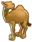 camel
